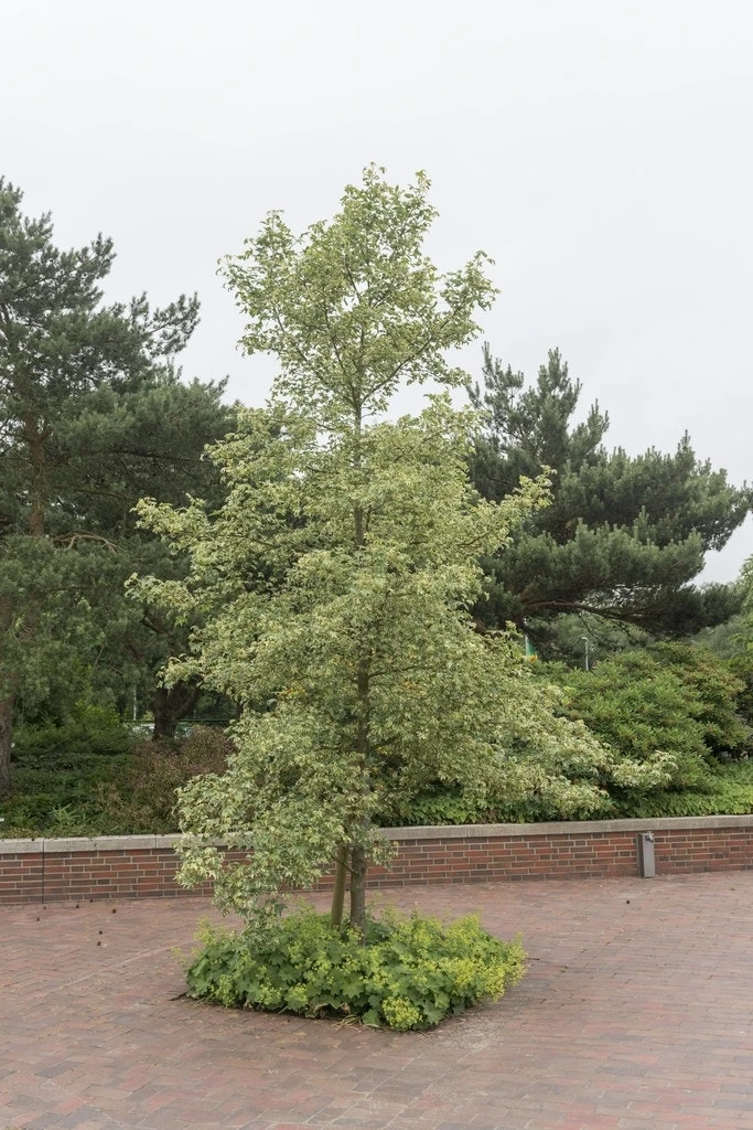 Amberboom (Liquidambar Styraciflua 'Variegata') 1 Amberboom (Liquidambar Styraciflua 'Variegata')