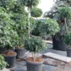 Amberboom Als Bonsai (Liquidambar 'Gum Ball')