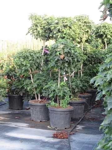 Amberboom Als Bonsai (Liquidambar 'Gum Ball') 3 Amberboom Als Bonsai (Liquidambar 'Gum Ball') - Afbeelding 3