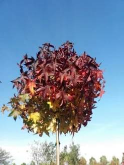 Amberboom Op Stam (Liquidambar 'Gum Ball') -Tuinplantenwinkel liquidambargumballherfst05 1