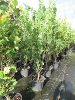 Tulpenboom (Liriodendron Tulipfera 'Fastigiata') -Tuinplantenwinkel liriodendron tulipfera fastigiata 0175 200