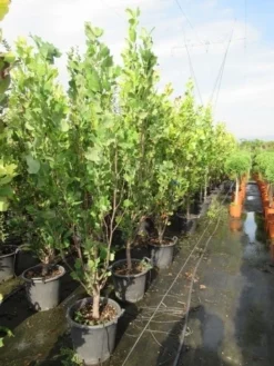 Tulpenboom (Liriodendron Tulipfera 'Fastigiata') -Tuinplantenwinkel liriodendron tulipfera fastigiata 175 200