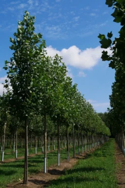 Grote Tulpenboom (Liriodendron Tulipifera) -Tuinplantenwinkel liriodendron tulipifera s 20 25 30 35 bo