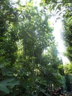 Tulpenboom (Liriodendron Tulipifera) -Tuinplantenwinkel liriodendron tulipifera 12 14ho cont