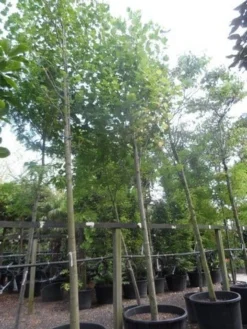 Tulpenboom (Liriodendron Tulipifera) -Tuinplantenwinkel liriodendron tulipifera 25 30 35ho c500 1