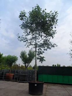 Tulpenboom (Liriodendron Tulipifera) -Tuinplantenwinkel liriodendron tulipifera 35 45ho c1000