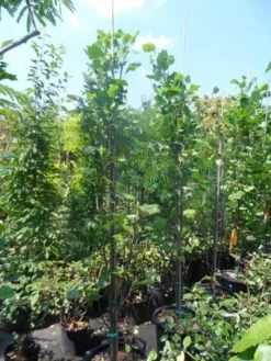 Tulpenboom (Liriodendron Tulipfera 'Fastigiata') -Tuinplantenwinkel liriodendron tulipifera fastigiata 250 300