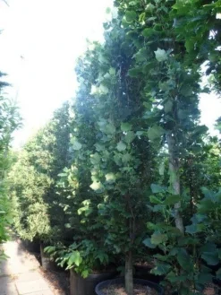 Tulpenboom (Liriodendron Tulipfera 'Fastigiata') -Tuinplantenwinkel liriodendron tulipifera fastigiata 350 400 500 cont