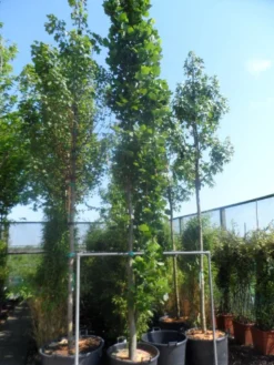 Tulpenboom (Liriodendron Tulipfera 'Fastigiata') -Tuinplantenwinkel liriodendron tulipifera fastigiatum 400 500 cont