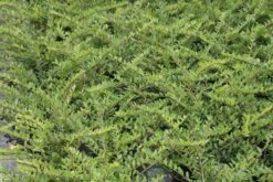 Struikkamperfoelie (Lonicera Pileata) -Tuinplantenwinkel lonicera pileata 1 2