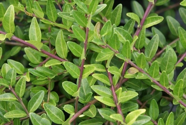 Struikkamperfoelie (Lonicera Pileata) 1 Struikkamperfoelie (Lonicera Pileata)