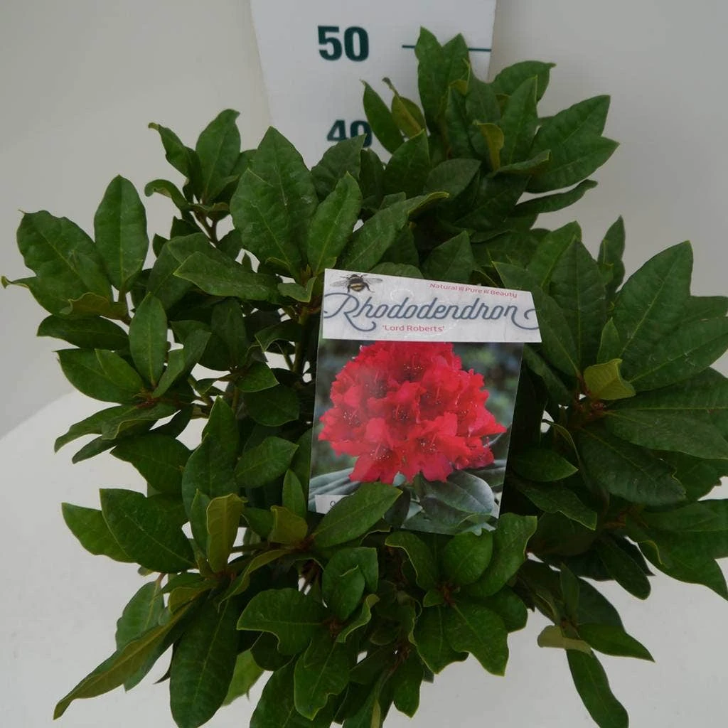 Rhododendron (Rhododendron 'Lord Roberts') 4 Rhododendron (Rhododendron 'Lord Roberts') - Afbeelding 4