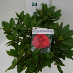 Rhododendron (Rhododendron 'Lord Roberts') -Tuinplantenwinkel lord robert c7.5 boven