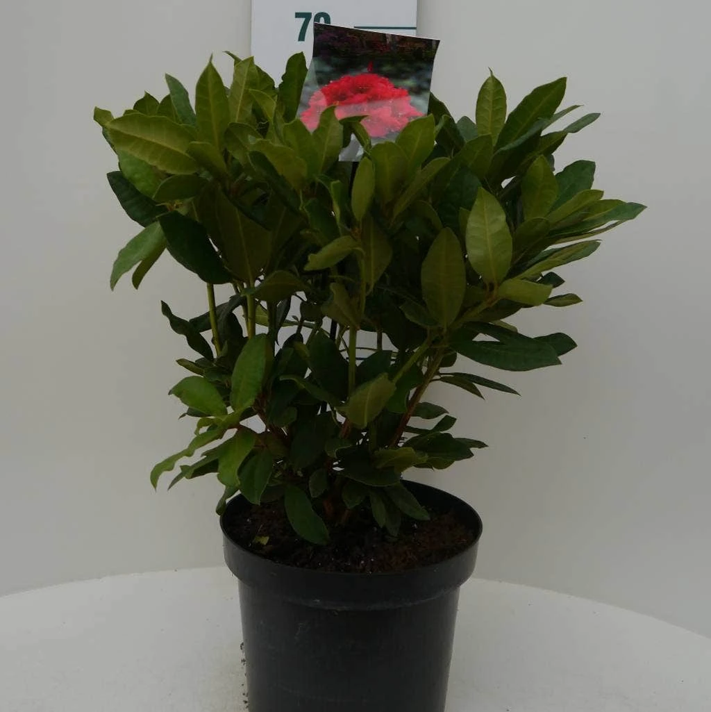 Rhododendron (Rhododendron 'Lord Roberts') 2 Rhododendron (Rhododendron 'Lord Roberts') - Afbeelding 2