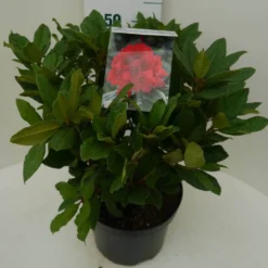 Rhododendron (Rhododendron 'Lord Roberts') -Tuinplantenwinkel lord robert c7.5 zij