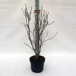 Beverboom (Magnolia Liliiflora 'Nigra') -Tuinplantenwinkel m. lil. nigra c10 1