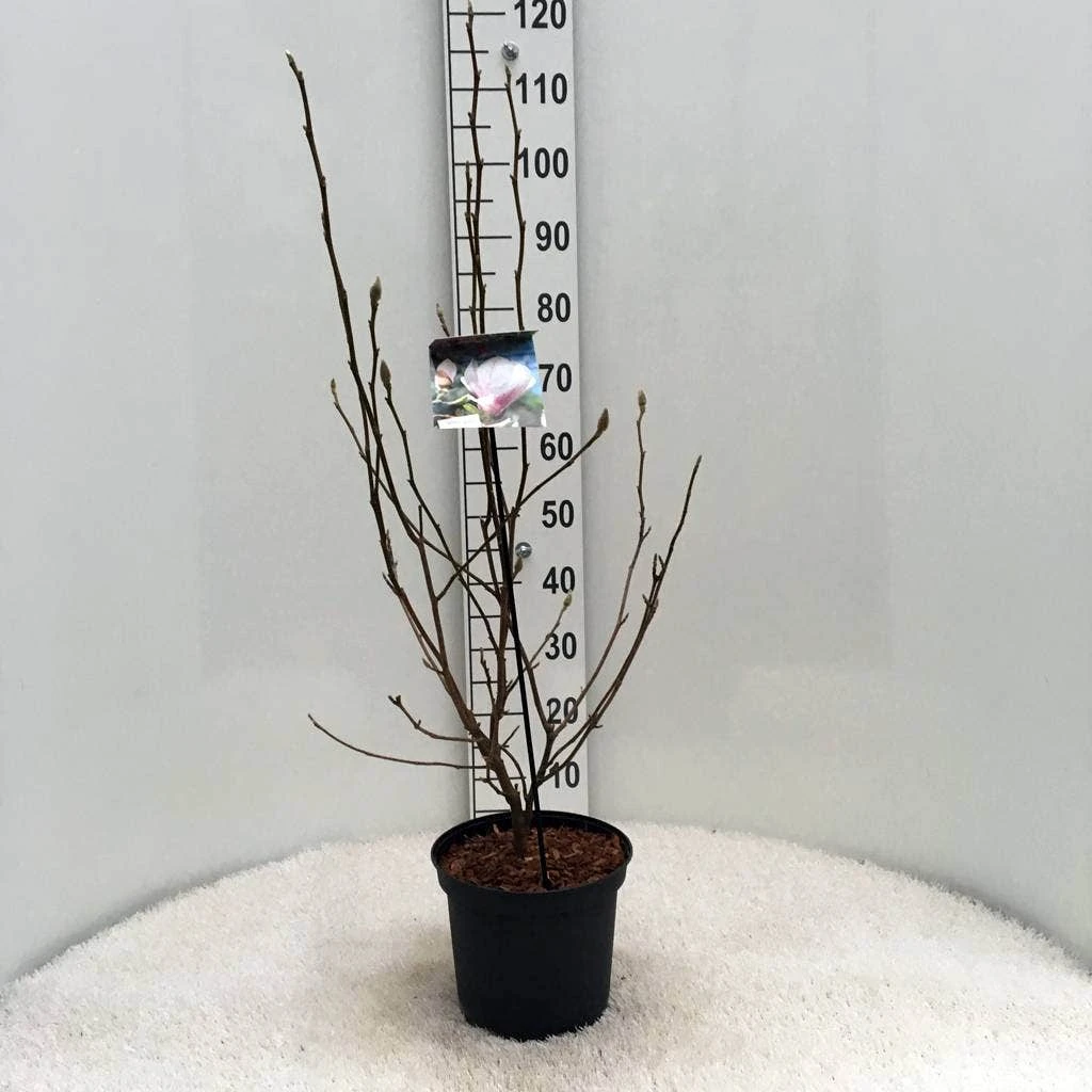 Beverboom (Magnolia Soulangeana) 4 Beverboom (Magnolia Soulangeana) - Afbeelding 4
