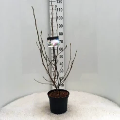 Beverboom (Magnolia Soulangeana) -Tuinplantenwinkel m. soulangeana c5