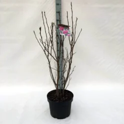 Beverboom, Struik (Magnolia Susan) -Tuinplantenwinkel m. susan c10 3