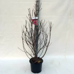 Beverboom, Struik (Magnolia Susan) -Tuinplantenwinkel ma. susan c15 125 150 cm 3