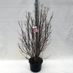 Beverboom, Struik (Magnolia Susan) -Tuinplantenwinkel ma. susan c15 150 cm 3