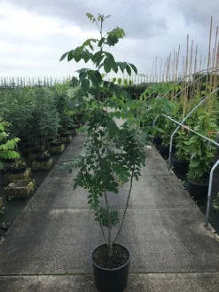 Maackia (Maackia Amurensis) -Tuinplantenwinkel maackia amurensis c20 2 002 1