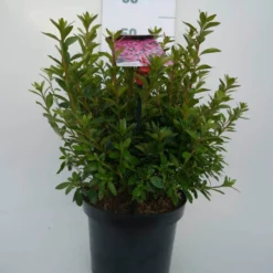 Japanse Azalea (Rhododendron 'Madame Van Hecke') 20 Japanse Azalea (Rhododendron 'Madame Van Hecke') -Tuinplantenwinkel mad. v. hecke c4 voor