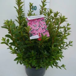 Japanse Azalea (Rhododendron 'Madame Van Hecke') -Tuinplantenwinkel mad. v. hecke c4 zij 2