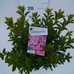Japanse Azalea (Rhododendron 'Madame Van Hecke') -Tuinplantenwinkel mad. van hecke c2 boven 2