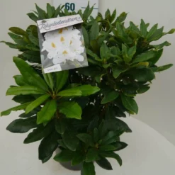 Rhododendron (Rhododendron 'Madame Masson') -Tuinplantenwinkel madamme masson c7.5 zij