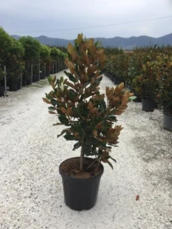 Beverboom (Magnolia Grandiflora 'Little Gem') -Tuinplantenwinkel magnola little gem 125 150 c25