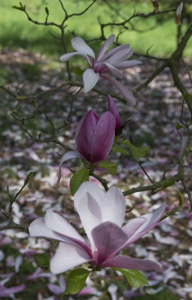 Beverboom (Magnolia 'Galaxy') 2 Beverboom (Magnolia 'Galaxy') - Afbeelding 2