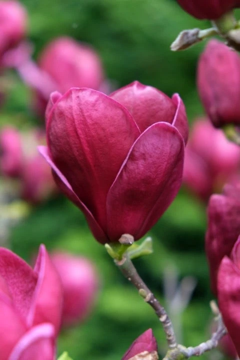 Beverboom (Magnolia 'Genie') 5 Beverboom (Magnolia 'Genie') - Afbeelding 5