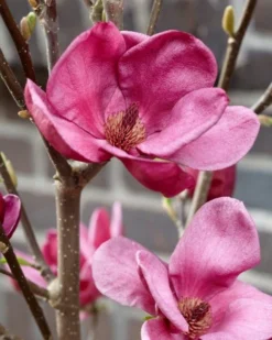 Beverboom (Magnolia 'Genie') -Tuinplantenwinkel magnolia genie 4 1