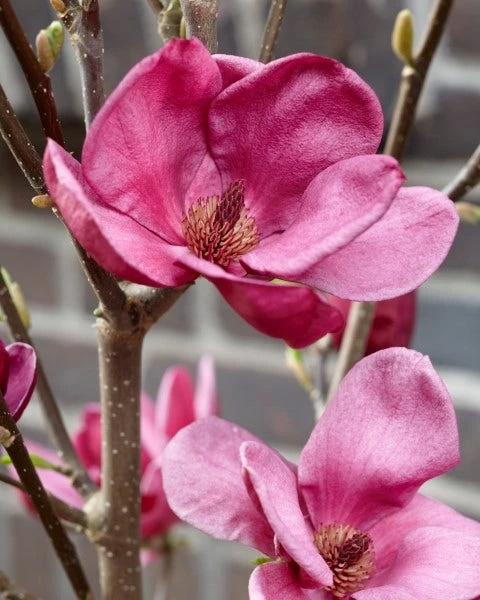 Beverboom (Magnolia 'Genie') 4 Beverboom (Magnolia 'Genie') - Afbeelding 4