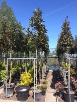 Beverboom (Magnolia Grandiflora 'Gallissoniere') -Tuinplantenwinkel magnolia grandiflora 10 12 2