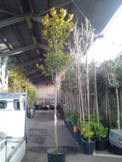 Beverboom (Magnolia Grandiflora 'Gallissoniere') -Tuinplantenwinkel magnolia grandiflora 1 1