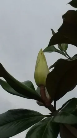 Magnolia (Magnolia Grandiflora 'Gallissoniere') -Tuinplantenwinkel magnolia grandiflora 2