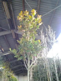 Beverboom (Magnolia Grandiflora 'Gallissoniere') -Tuinplantenwinkel magnolia grandiflora 2 1