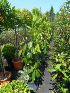 Magnolia (Magnolia Grandiflora 'Gallissoniere') 19 Magnolia (Magnolia Grandiflora 'Gallissoniere') -Tuinplantenwinkel magnolia grandiflora gallisoniere 100 125 2