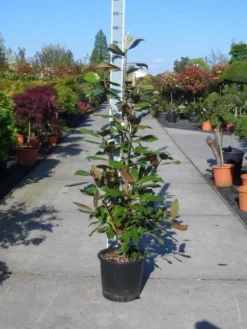 Magnolia (Magnolia Grandiflora 'Gallissoniere') 21 Magnolia (Magnolia Grandiflora 'Gallissoniere') -Tuinplantenwinkel magnolia grandiflora gallisoniere 125 150 c25 2