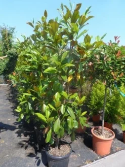 Magnolia (Magnolia Grandiflora 'Gallissoniere') 22 Magnolia (Magnolia Grandiflora 'Gallissoniere') -Tuinplantenwinkel magnolia grandiflora gallisoniere 150 175 200 cont 2