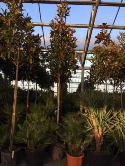 Beverboom (Magnolia Grandiflora 'Gallissoniere') -Tuinplantenwinkel magnolia grandiflora gallisoniere 16 18ho cont