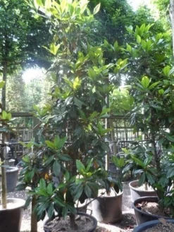 Magnolia (Magnolia Grandiflora 'Gallissoniere') -Tuinplantenwinkel magnolia grandiflora gallisoniere 250 300 c150