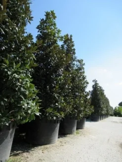 Magnolia (Magnolia Grandiflora 'Gallissoniere') -Tuinplantenwinkel magnolia grandiflora gallisoniere 2 1