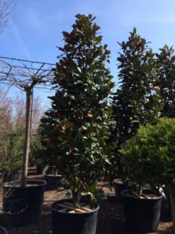 Magnolia (Magnolia Grandiflora 'Gallissoniere') -Tuinplantenwinkel magnolia grandiflora gallisoniere 350 400 450 1