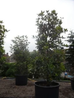 Magnolia (Magnolia Grandiflora 'Gallissoniere') -Tuinplantenwinkel magnolia grandiflora gallisoniere 350 400 450 c1000 1