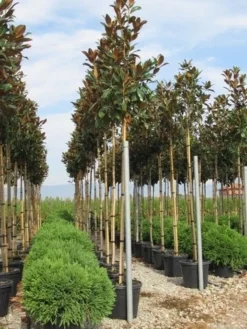 Beverboom (Magnolia Grandiflora 'Gallissoniere')