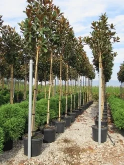 Beverboom (Magnolia Grandiflora 'Gallissoniere') 12 Beverboom (Magnolia Grandiflora 'Gallissoniere') -Tuinplantenwinkel magnolia grandiflora gallisoniere 8 10 2 1