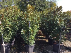 Beverboom (Magnolia Grandiflora 'Goliath') -Tuinplantenwinkel magnolia grandiflora goliath